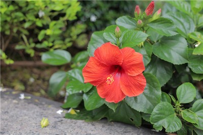 如何準確判斷生辰八字中五行缺什麼？