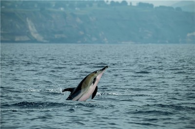 如何準確判斷十神喜用？從五行生剋到命局平衡的完整指南