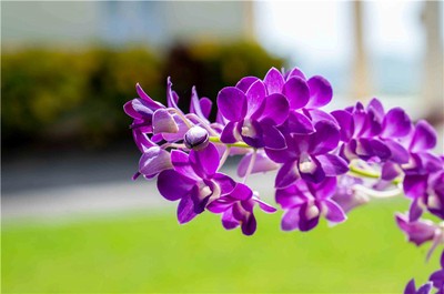 八字五行缺火的人該如何調整運勢？