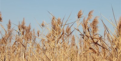 八字梟印格見財好不好？梟印格見財有什麼特點