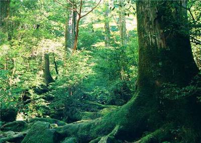 五行木的基本屬性，木命人五行旺弱性格特點