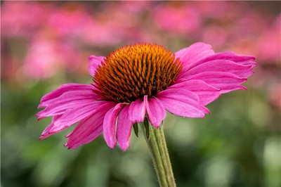 五行生剋關係如何影響你的健康與運勢？