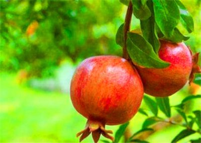 八字石榴木命的含義和特點，石榴木命是什麼意思