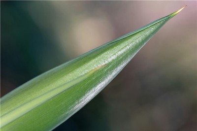 十天幹在命理中如何影響人的性格與運勢？