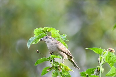丙火生於午月命理如何？盛夏之火如何調候方能富貴雙全