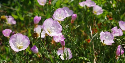 石榴木命是什麼意思？庚申辛酉年出生的你，是否自帶富貴命格？