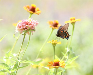 八字中哪些特徵暗示著財富格局？