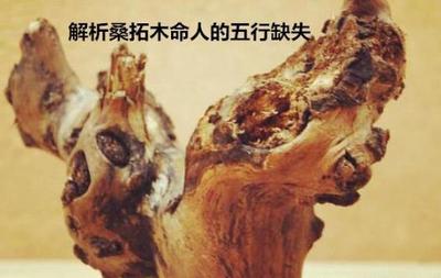 納音桑拓木命的含義，桑拓木命人的五行缺失