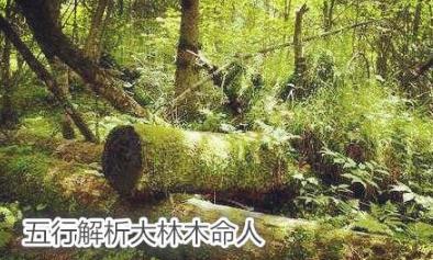 五行納音大林木命人怎麼樣？大林木命的含義
