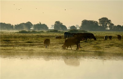 戊土命理喜忌解析：如何把握高山大地的富貴密碼