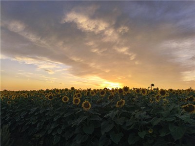 月德貴人與孤辰寡宿如何影響你的婚姻？詳解命理口訣中的姻緣玄機